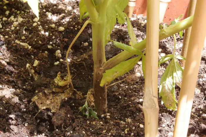 Cuando las condiciones ambientales son las adversas, la mayor&iacute;a de los hongos realizan la reproducci&oacute;n sexual, generando esporas sexuales. Los hongos imperfectos son aquellos que se desconoce su ciclo sexual, estos en dichas condiciones generan estructuras de supervivencia con la de la foto. Espora de resistencia de Fusarium spp.
