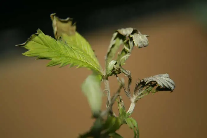 Los síntomas que causa la Botrytis son muy variados. Las zonas apicales de las plántulas al igual que los brotes nuevos son muy sensible al ataque de esta enfermedad.