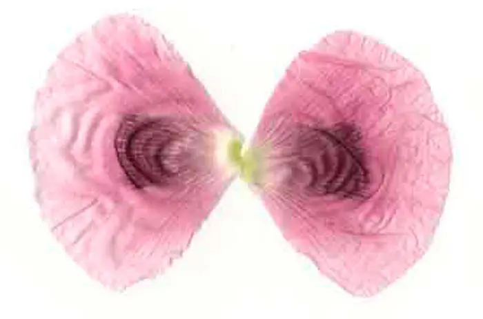 Petalos amapola