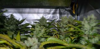 ¿Acaso el Reino Unido debe legalizar el uso del cannabis?