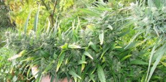 Congreso de Colombia aprueba uso medicinal de la marihuana