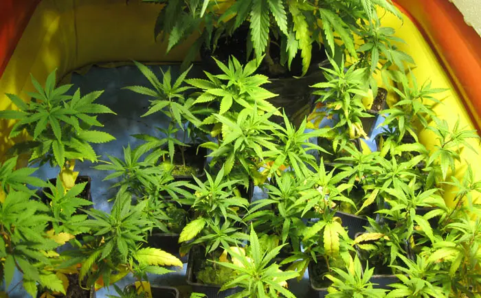 Los Cursos de Cannabis Magazine: Reproducción Asexual – Esquejado