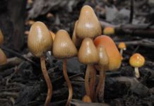 El misterioso mundo de los hongos psicoactivos: propiedades, usos y variedades hongos psilocibes