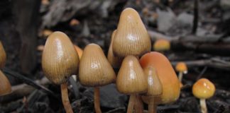 hongos psilocibes