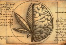 El consumo de cannabis por parte de los consumidores regulares puede tener efectos mínimos en la cognición El consumo de cannabis por parte de los consumidores regulares puede tener efectos mínimos en la cognición
