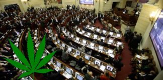 Colombia: Tres votos le hicieron falta a la marihuana medicinal Colombia: Tres votos le hicieron falta a la marihuana medicinal