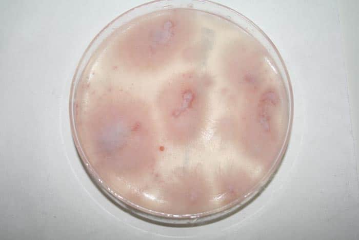 Cultivo de Fusarium. En la foto se puede observar una muestra de Fusarium oxysporum cultivado en laboratorio en una placa de petri con sustrato PDA. La coloración del micelio depende de varios factores, como las condiciones ambientales.