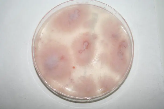 Cultivo de Fusarium. En la foto se puede observar una muestra de Fusarium oxysporum cultivado en laboratorio en una placa de petri con sustrato PDA. La coloraci&oacute;n del micelio depende de varios factores, como las condiciones ambientales.