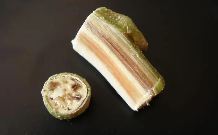 Infecci&oacute;n vascular. Obs&eacute;rvese en la foto como una infecci&oacute;n de Fusarium vascular coloniza los vasos conductores. El oscurecimiento de &eacute;stos es debido a la acumulaci&oacute;n de geles y t&iacute;lides que genera la planta para bloquear el avance del hongo. Esta sistema de defensa frente a estas especies de Fusarium puede llevar al vegetal al suicidio.