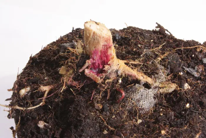 Fusarium radicular. En la foto un ataque severo de Fusarium solani a una planta madre. Obs&eacute;rvese la coloraci&oacute;n de cuello y de las ra&iacute;ces. 