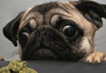 Fundación Daya lanzó terapias con marihuana para perros y gatos Fundación Daya lanzó terapias con marihuana para perros y gatos