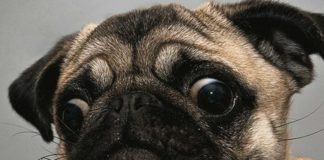 Conoce los productos de marihuana para las mascotas