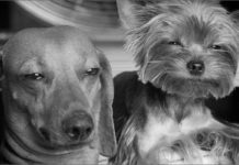 Microdosis de 1cp-LSD reducen la ansiedad por separación en perros en un piloto español Perros LSD