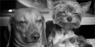 Perros LSD