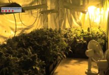 Las mafias chinas revientan el negocio de la marihuana Las mafias chinas revientan el negocio de la marihuana