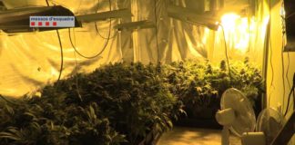 Las mafias chinas revientan el negocio de la marihuana