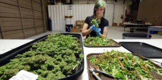 ‘Made in Washington’, la marihuana se cultiva a dos pasos del poder