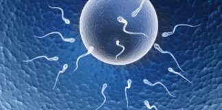 Los opioides regulan la formación de los espermatozoides