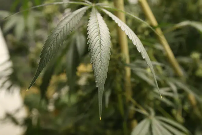 Las puntas quemadas de los foliolos de la hoja en la foto, indican que la planta ha absorbido demasiado nitr&oacute;geno. Una EC muy alta causa quemaduras tambi&eacute;n en los bordes de los foliolos, comenzando por las hojas m&aacute;s viejas