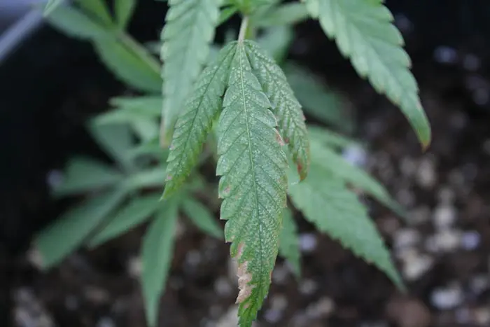 Fitotoxicidad por pesticidas. En la foto un ejemplo de fitotoxicidad causada por la inadecuada manipulaci&oacute;n de un tratamiento a base de aceite neem. La alta concentraci&oacute;n en neem aplicado en unas condiciones de elevada temperatura e insolaci&oacute;n result&oacute; ser t&oacute;xica, mostrando estos s&iacute;ntomas en todas las hojas de la planta.