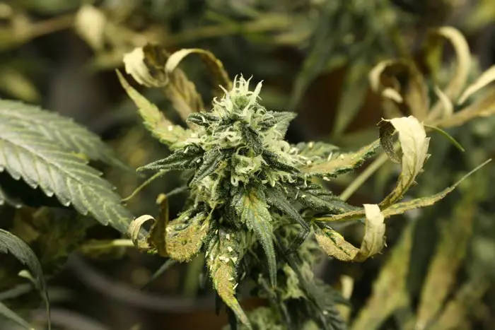 Necrosis naranja en un cultivo de maceta en interior. En la foto un estado avanzado de la necrosis naranja, enfermedad no infecciosa relacionada directamente con la acidez de la soluci&oacute;n del suelo.