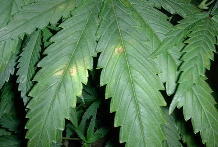 Fitotoxicidad por el exceso de abonos org&aacute;nicos. El cultivo en maceta con abonos org&aacute;nicos es m&aacute;s complejo de lo que muchos cultivadores creen. Las carencias y las fitotoxicidas est&aacute;n al orden del d&iacute;a.