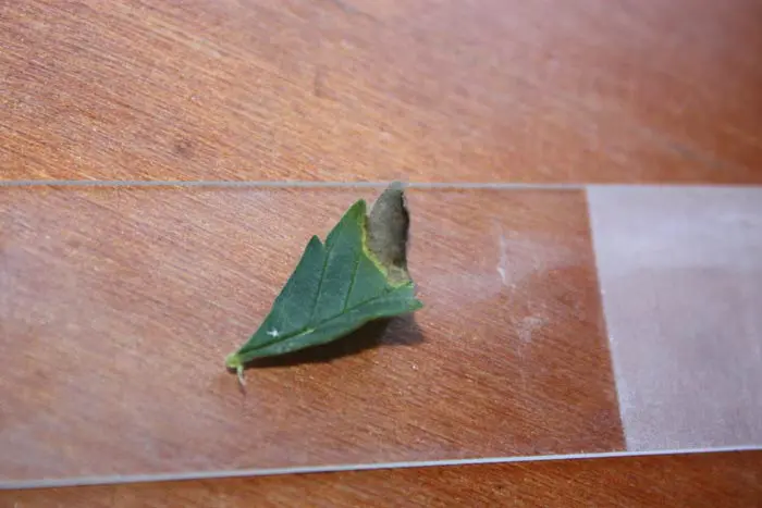 Las condiciones ambientales que se crean en una c&aacute;mara de esquejado y las heridas provocadas por el corte de las hojas grandes para evitar el exceso de transpiraci&oacute;n, facilitaron la entrada del pat&oacute;geno que gener&oacute; una peque&ntilde;a infecci&oacute;n sobre dicha hoja. Obs&eacute;rvese el halo amarillo que delimita la lesi&oacute;n y el desarrollo del pat&oacute;geno.
