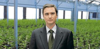 Marihuana medicinal ‘made in Colombia’: arranca el negocio
