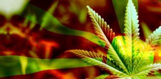 Macedonia: El gobierno legaliza el uso médico del cannabis