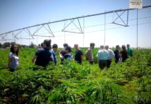 ¿Podría la legalización del cannabis salvar al país de la crisis post COVID-19? ¿Podría la legalización del cannabis salvar al país de la crisis post COVID-19?