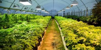 La marihuana se extiende por América Latina