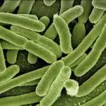 Un antimicrobiano natural: el ácido cannabidiólico Antimicrobiano natural