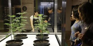 ‘Altered State: Marijuana in California’ abre sus puertas