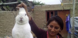 El conejo que se escapaba de casa para consumir marihuana conejo