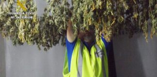 Música clásica para una plantación de ‘maría’ Guardia Civil vendimiando