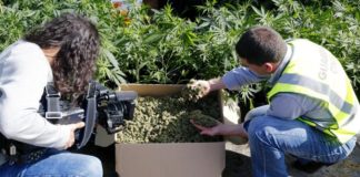 Cuando tener tres kilos de marihuana no es delito
