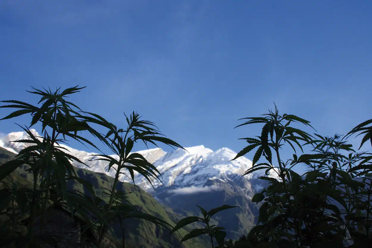 Los orígenes del cannabis