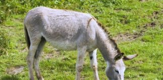 La inusual condena de tribunal a un burro que era usado como «mula»