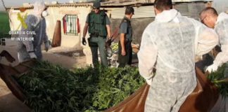 Recurren a jardineros para cortar la mayor plantación de ‘maría’ incautada en Granada