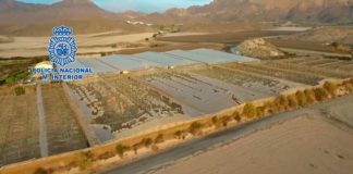 Hallan una plantación con más de nueve toneladas de marihuana en Lorca