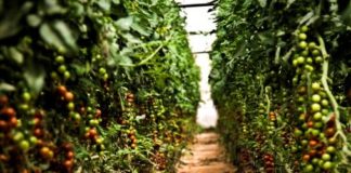 Desmantelan dos plantaciones de ‘maría’ en Lorca camufladas como invernaderos de tomate