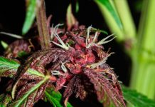 La legalización del cannabis medicinal avanza con reticencia en Costa Rica Cogollo preparado para ser polinizado