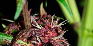 La legalización del cannabis medicinal avanza con reticencia en Costa Rica Cogollo preparado para ser polinizado