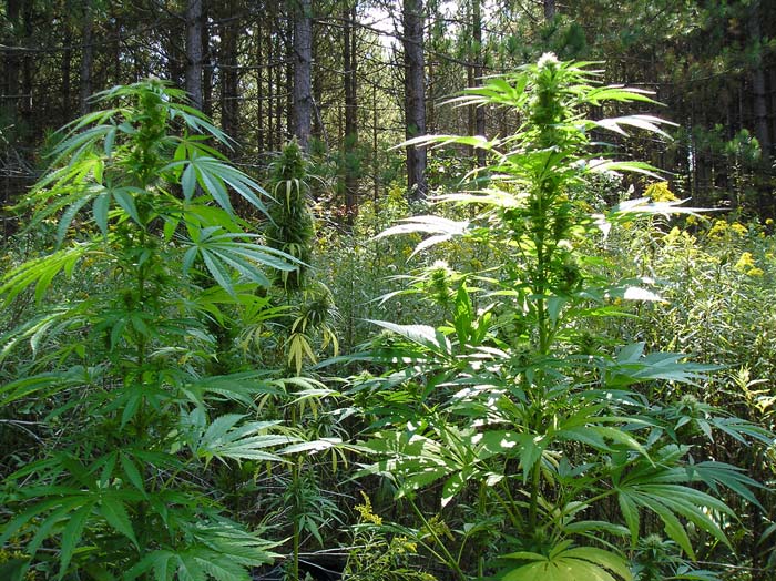 Plantas en guerrilla en mitad de un bosque