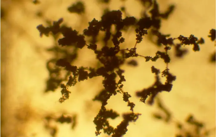 Conidios de trichoderma, por Ninjatacoshell