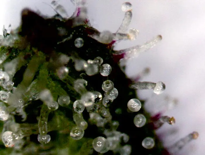 Tricomas de la planta