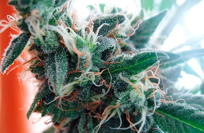 White Widow