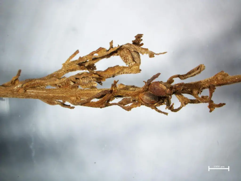 Muy cercano y personal con una de las antiguas plantas de cannabis. Todav&iacute;a se pueden distinguir los pegajosos tricomas del THC lleno de "pelos" - incluso despu&eacute;s de 2.500 a&ntilde;os! Cr&eacute;dito: H&ouml;ngen JIANG
