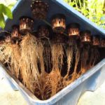 Suplementos naturales para la tierra y la hidroponía