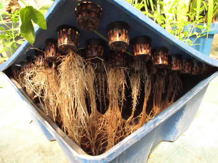 Suplementos naturales para la tierra y la hidroponía